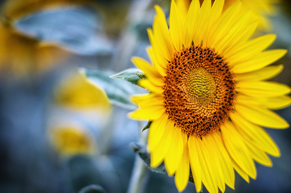 Sunflower 1/180sec at f/1.8, ISO 200. Image: Will Cheung