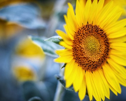 Sunflower 1/180sec at f/1.8, ISO 200. Image: Will Cheung