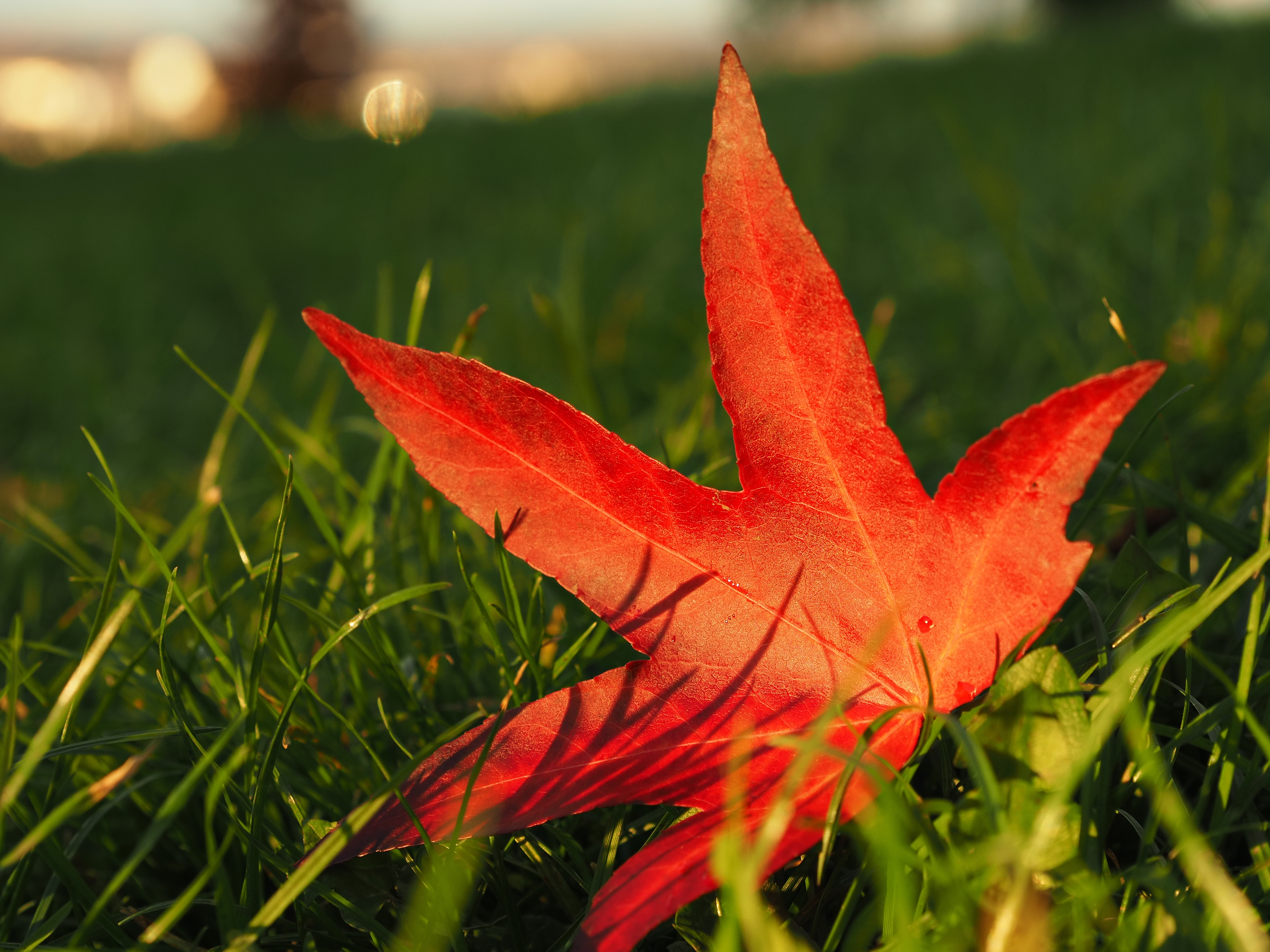 Red leaf in the sun, with bokeh, 1/160s, f/5.6, ISO200, 45mm, Photo: Joshua Waller