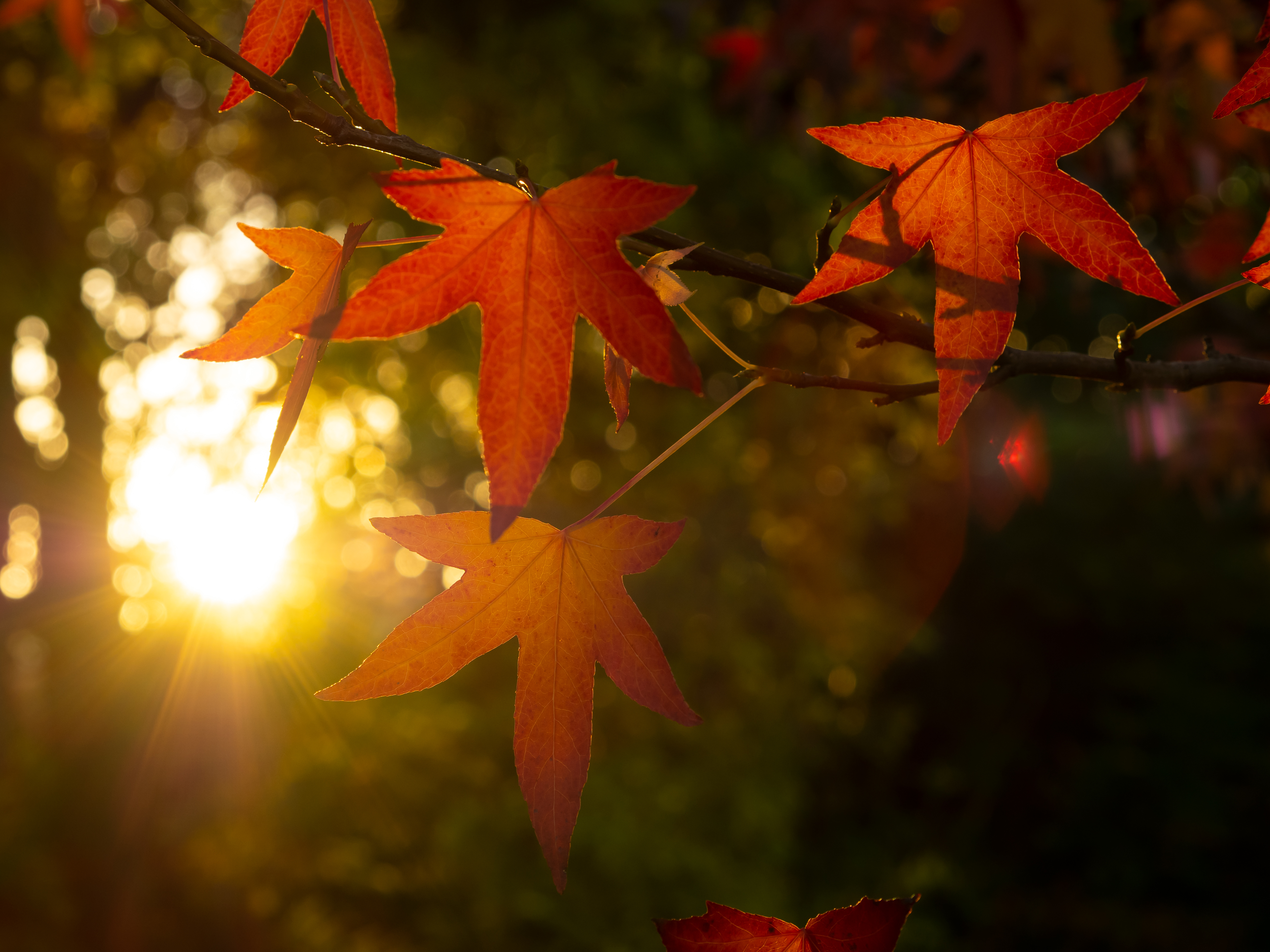 Red leaves in the autumn sun, 1/125s, f/5, ISO200, 45mm, Photo: Joshua Waller