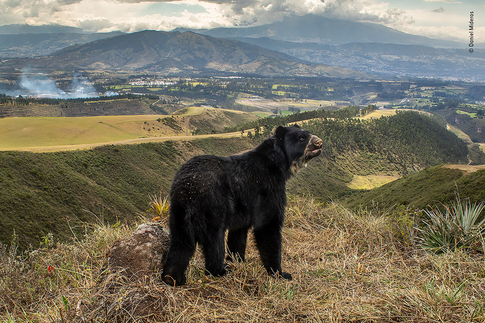 Spectacled Bear’s Slim Outlook by Daniel Mideros, Ecuador. Animals in their Environment Winner. Canon EOS 7D Mark II, 18-55mm f/3.5 lens, 1/160sec at f/14, ISO 400; 2x Nikon SB-28 flashes; Camtraptions camera-trap system