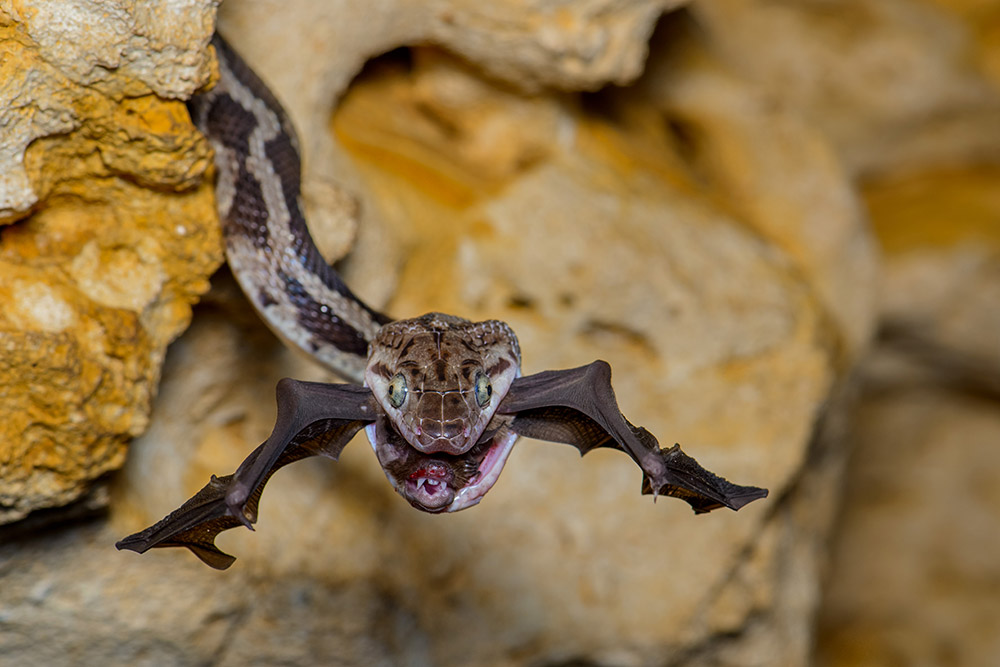 The Bat-snatcher by Fernando Constantino Martínex Belmar, Mexico. Behaviour: Amphibians and Reptiles Winner. Nikon D800, 105mm f/2.8 lens, 1/200sec at f/9, ISO 125; Nikon SB-700 flash; red flashlight 