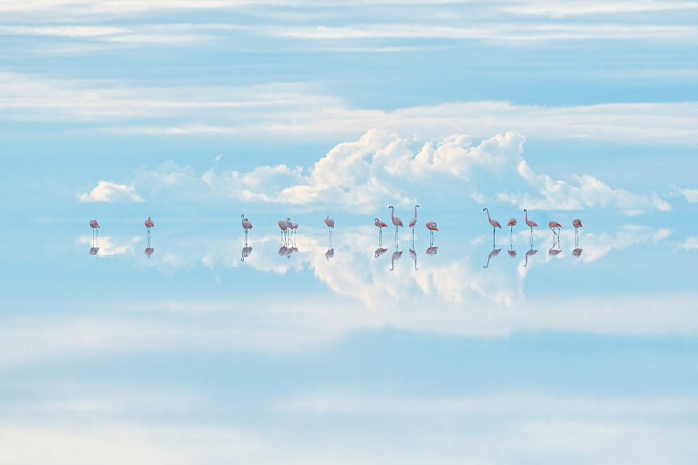 Heavenly Flamingos by Junji Takasago, Japan. Natural Artistry Winner. Nikon Z7, 800-400mm f/4-5.6 lens at 400mm, 1/3200sec at f/10 (+0.7 e/v), ISO 800 