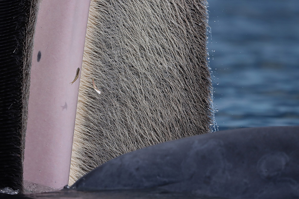 The Beauty of Baleen by Katanyou Wuttichaitanakorn, Thailand Winner, 15-17 Years and Young Wildlife Photographer of the Year Canon EOS 90D, Sigma 150-600mm f/5-6.3 lens, 1/6400sec at f/6.3 (-1e/v), ISO 640