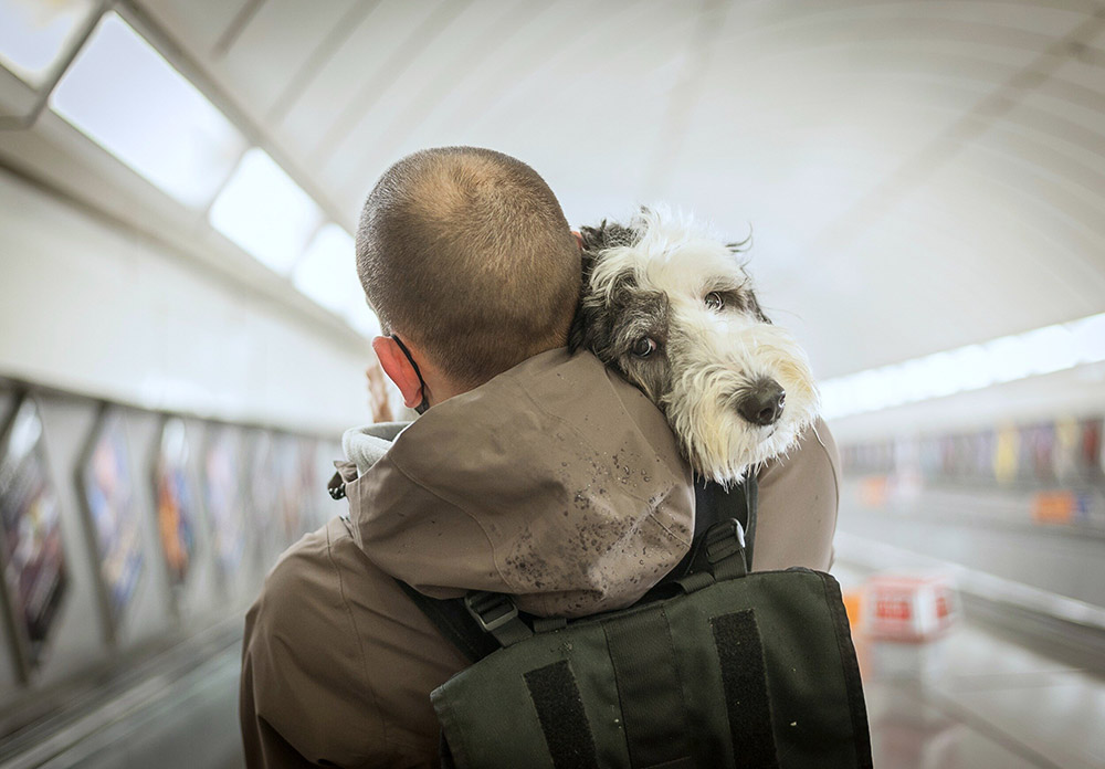 man with his dog on london undergroud escalator