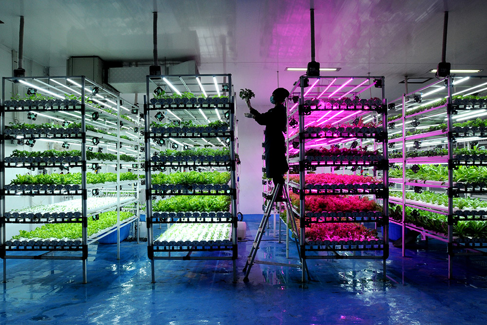 Vertical Farming by Arie Basuki, 2022. Environmental Photographer of the Year 2022 Vision of the Future category winner