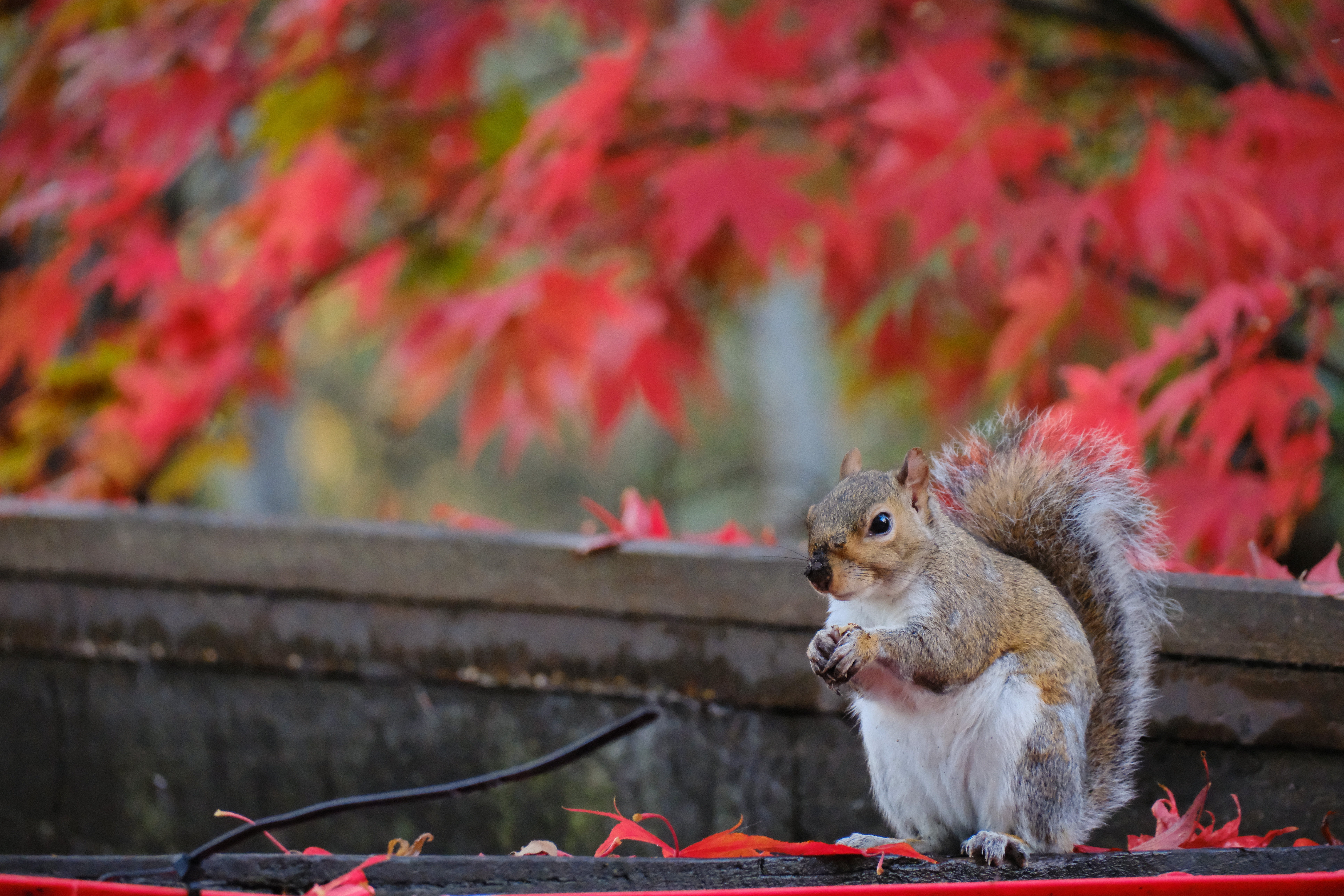 Fujifilm X-T5 sample image, squirrel with its hands clasped together, in the background out of focus red maple leaves 