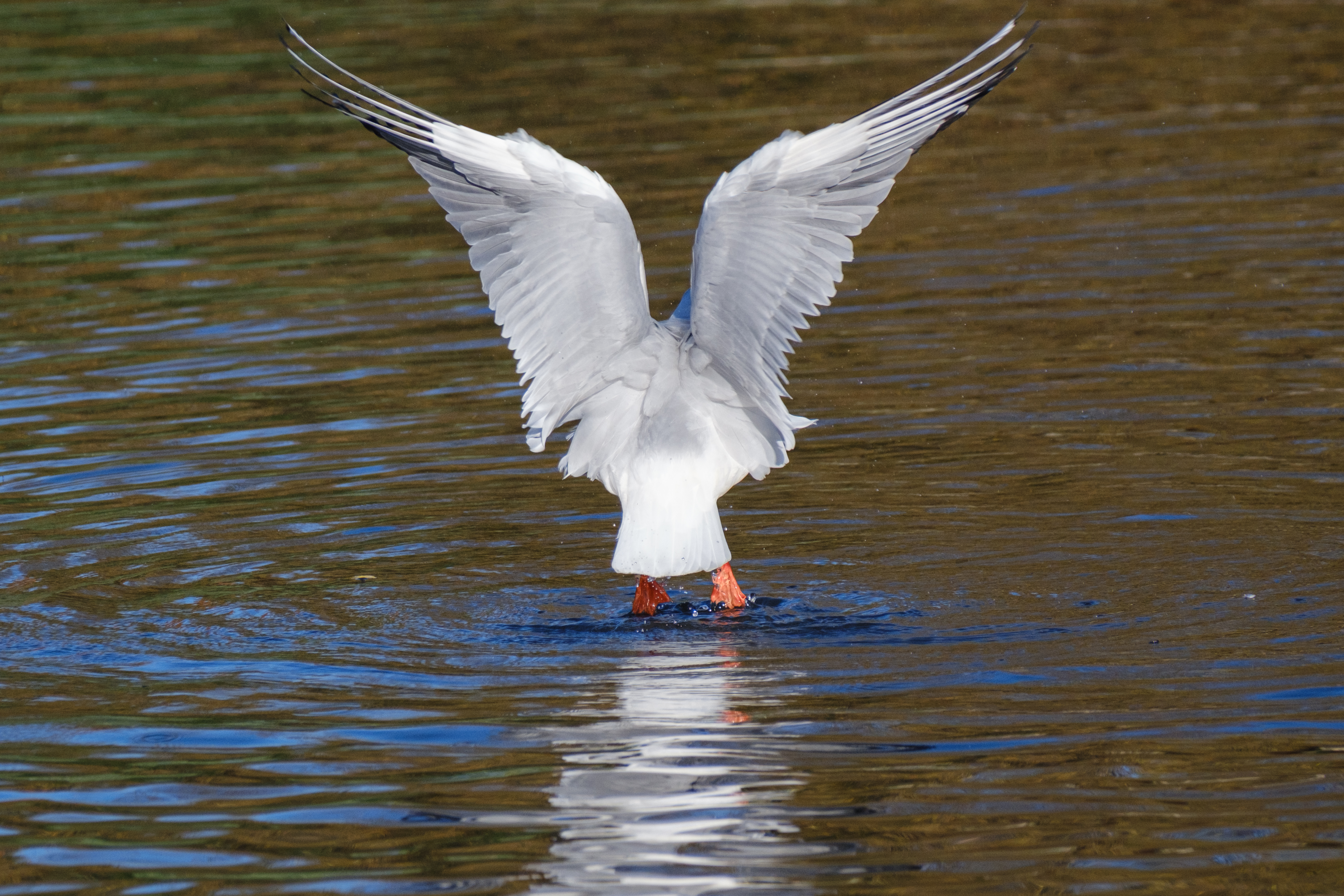Fujifilm X-T5 gull touchdown sample image, a white bird landing on water