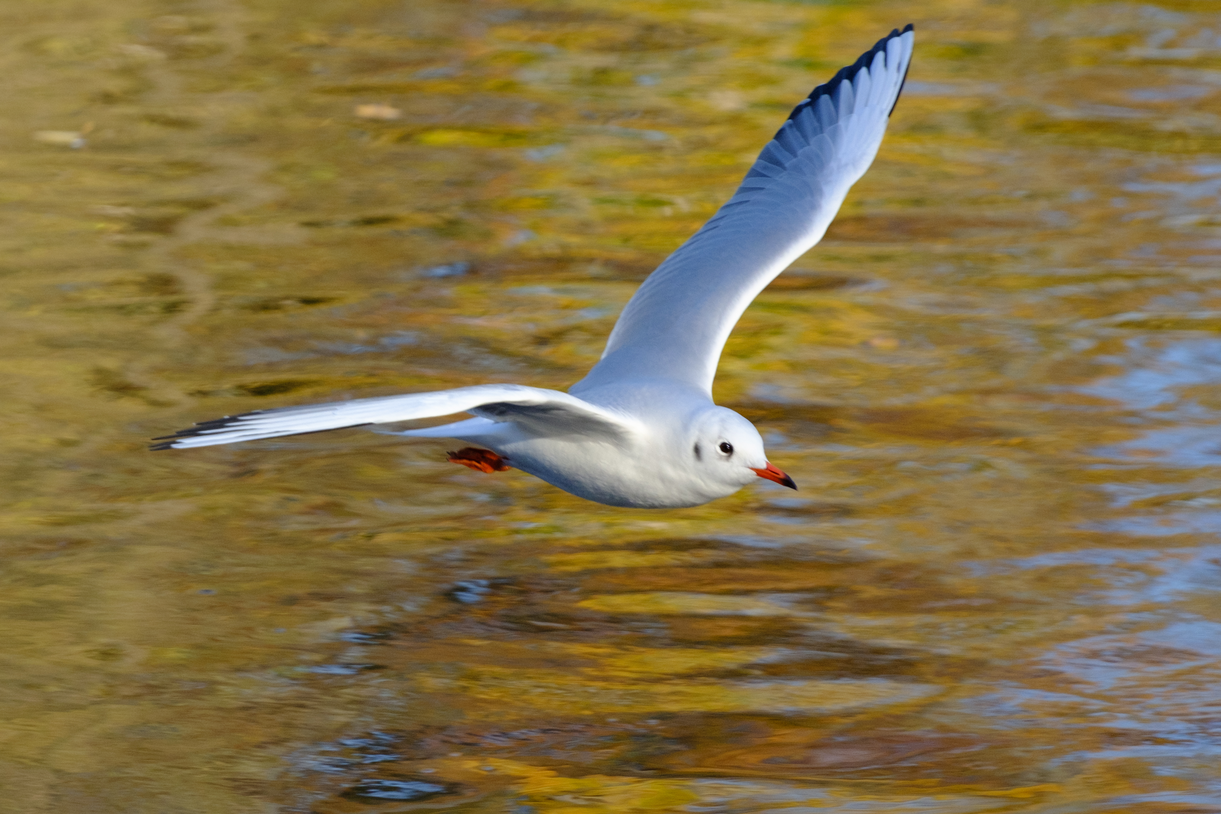 Fujifilm X-T5 sample image, seagull in flight