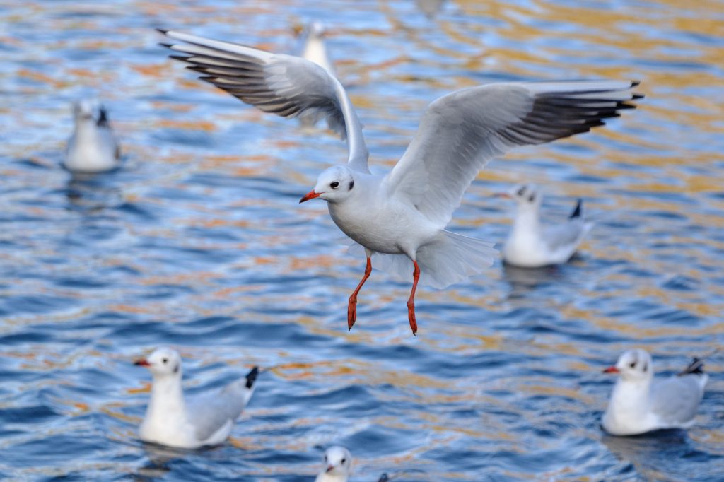 Fujifilm X-T5 gull sample image, seagull captured in flight, in the background seagulls floating on top of the water