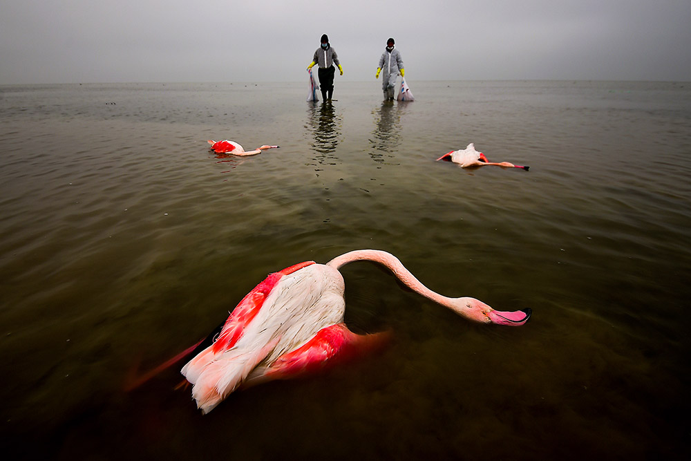 Mehdi Mohebi Pour, The Bitter Death Of Birds. Environmental Photographer of the Year 2022