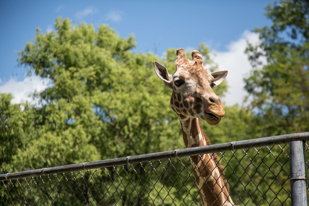 A Giraffe at a zoo, with fencing in the way of the animal. Photo by Alexander Ross on Unsplash