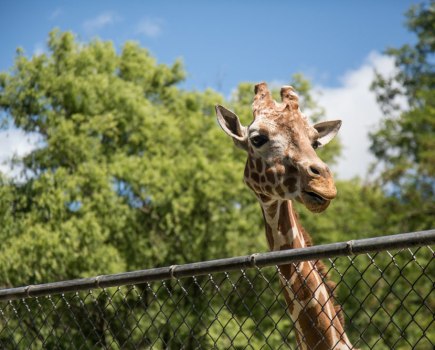A Giraffe at a zoo, with fencing in the way of the animal. Photo by Alexander Ross on Unsplash