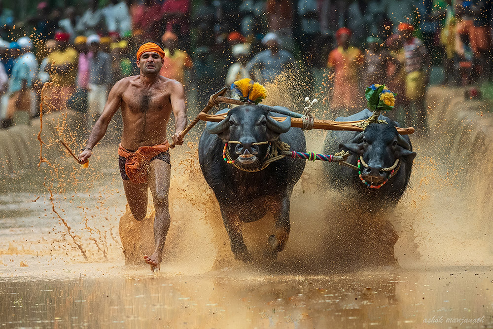 running with bulls action apoy 2022