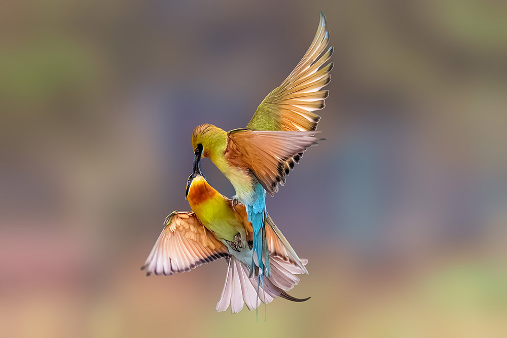 two colourful birds in mid air touching beaks