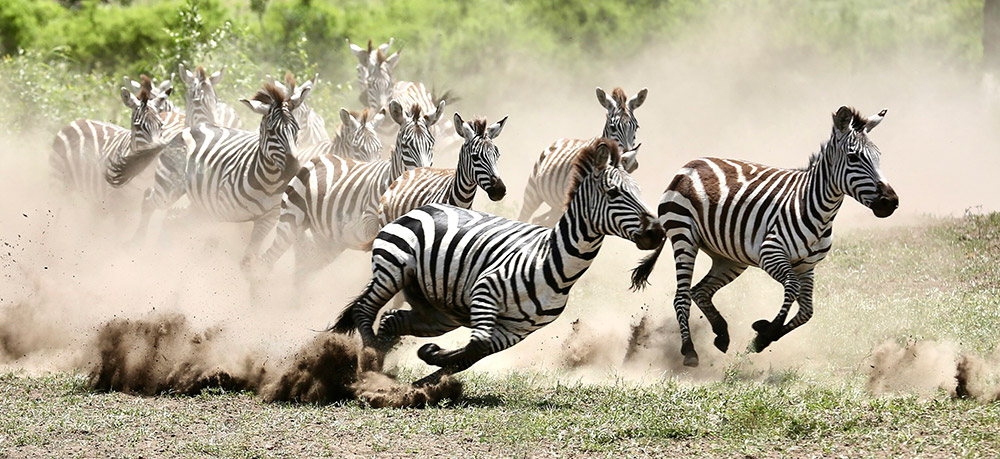 running group of zebras apoy 2022 action Trude Johansen
