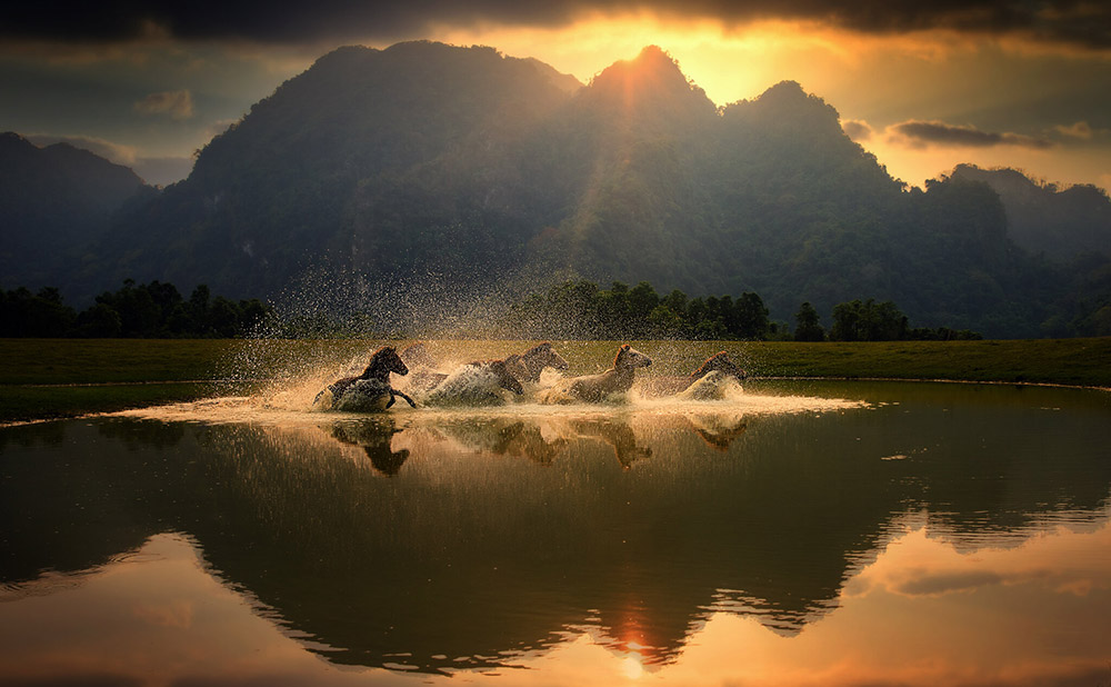 sunset scene of horses running through water