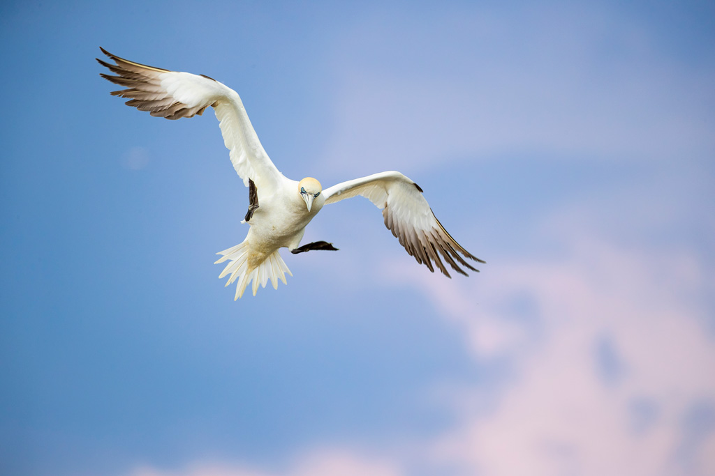 A photograph of a seagull in flight.