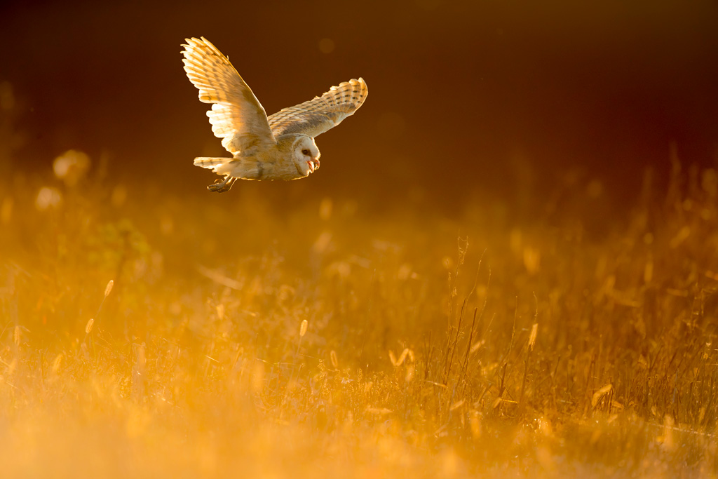An owl photographed in a beautiful sunset light. 
