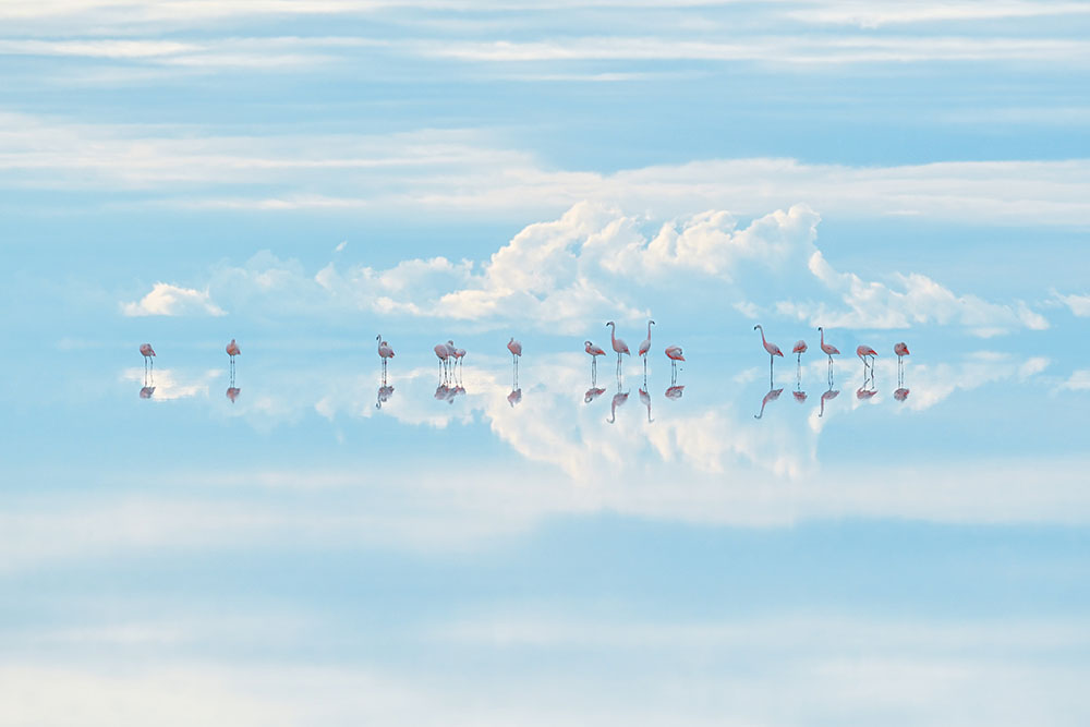 Heavenly Flamingos by Junji Takasago, Nikon Z 7, 80-400mm f/4-5.6 at 400mm, 1/3200sec at f/10, ISO 800