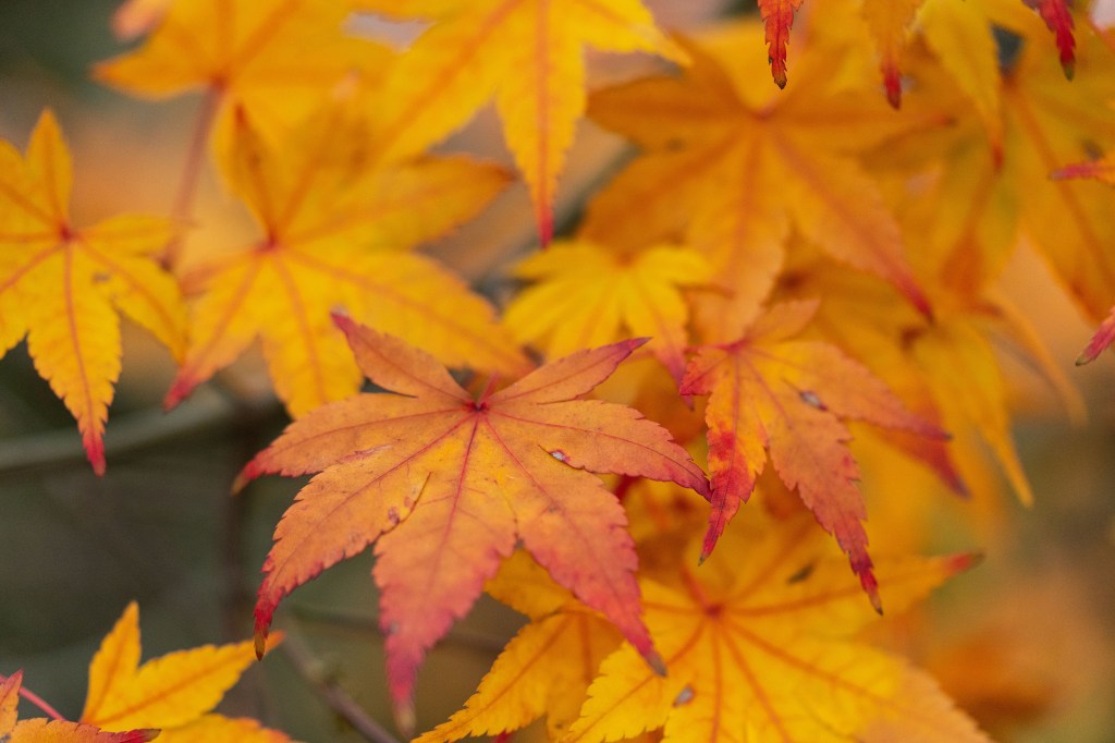 Sony A7R V yellow-orange autumn foliage sample image