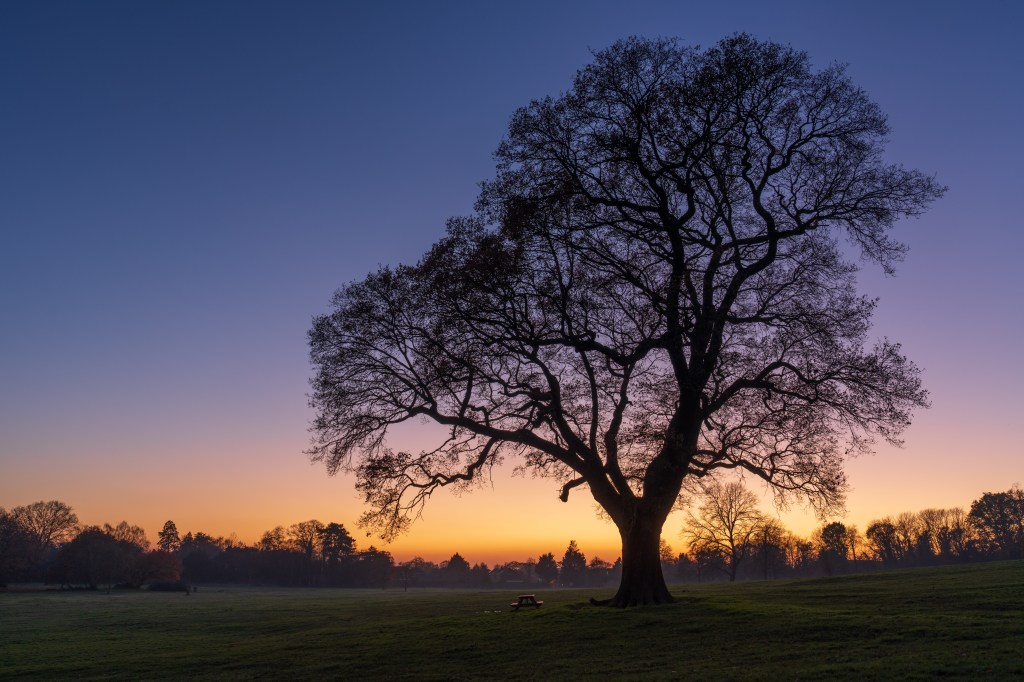 Sony A7R V dynamic range sample image sunset with a tree silhouette 