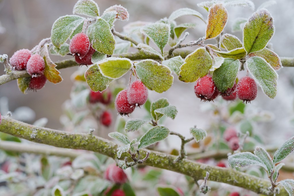 Sony Alpha 7R V frost berries sample image