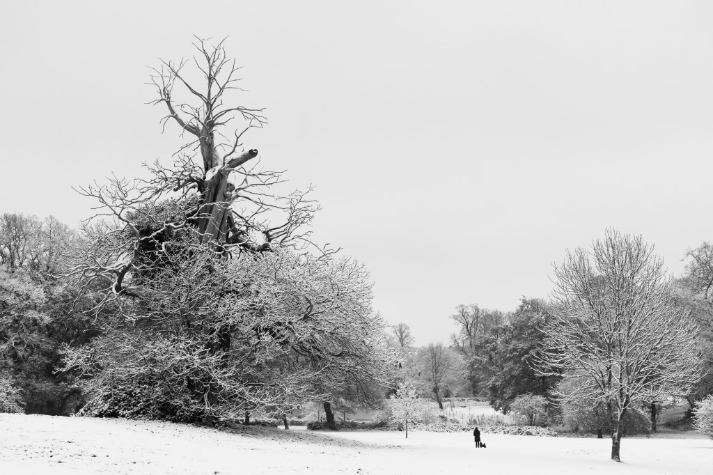 Sony Alpha 7R V sample image, snowy landscape in black and white