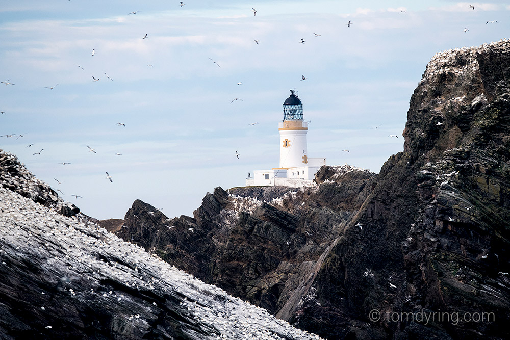 boat trip on shetland islands to see flying gannets