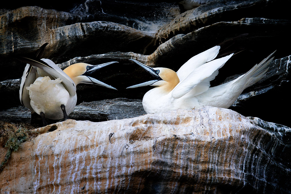 two gannets in the shetland islands 