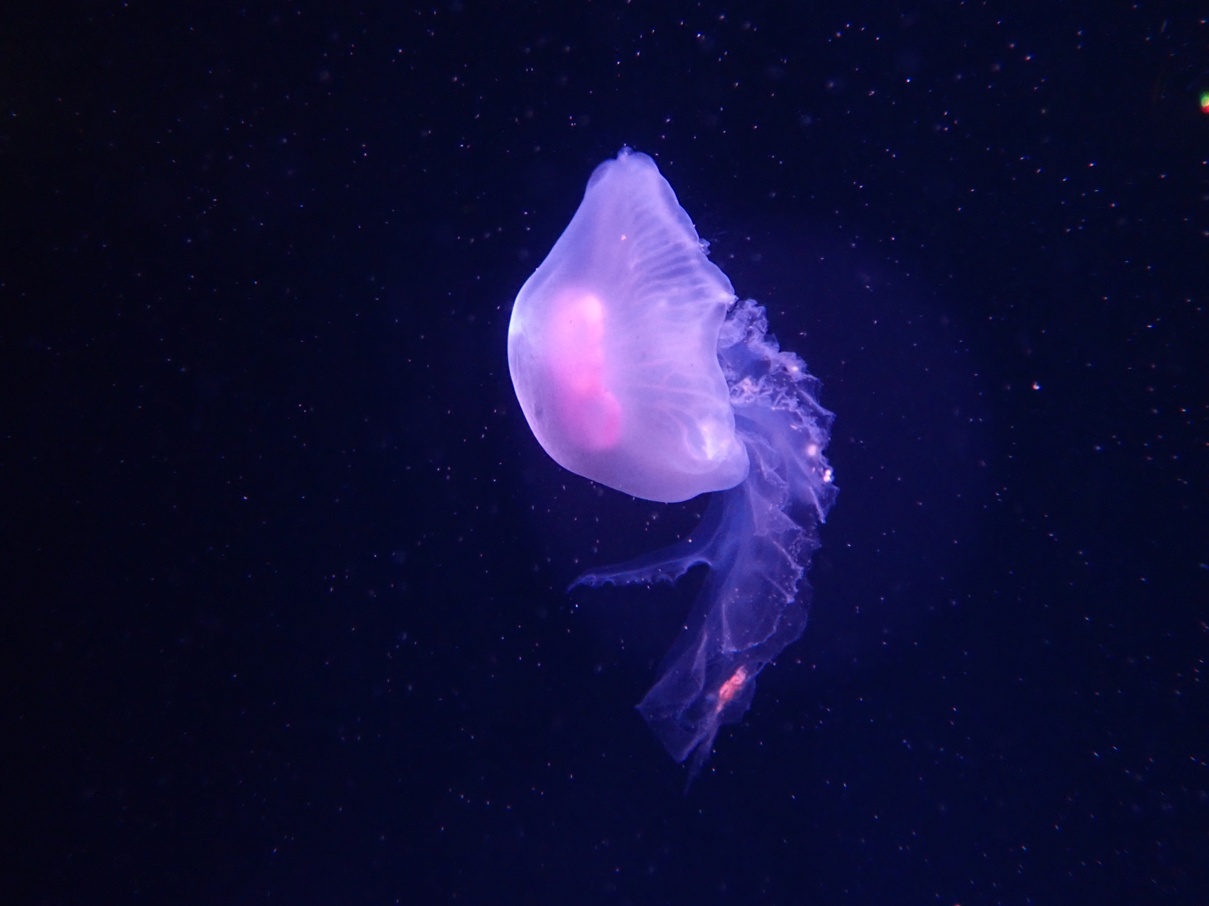 Jellyfish at Brighton Sea Life Centre, Photo: Joshua Waller