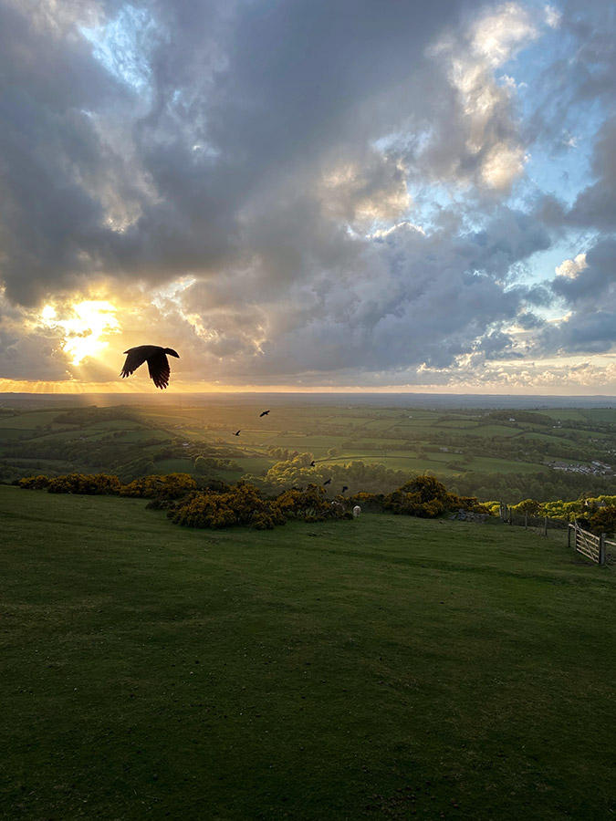 jackdaw flying looking over countryside hills edited on snapseed