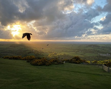 jackdaw flying looking over countryside hills edited on snapseed