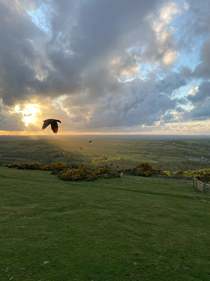 jackdaw flying looking over countryside hills