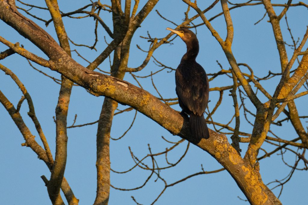 Sony A7R V sample image, a cormorant sitting on a bare tree