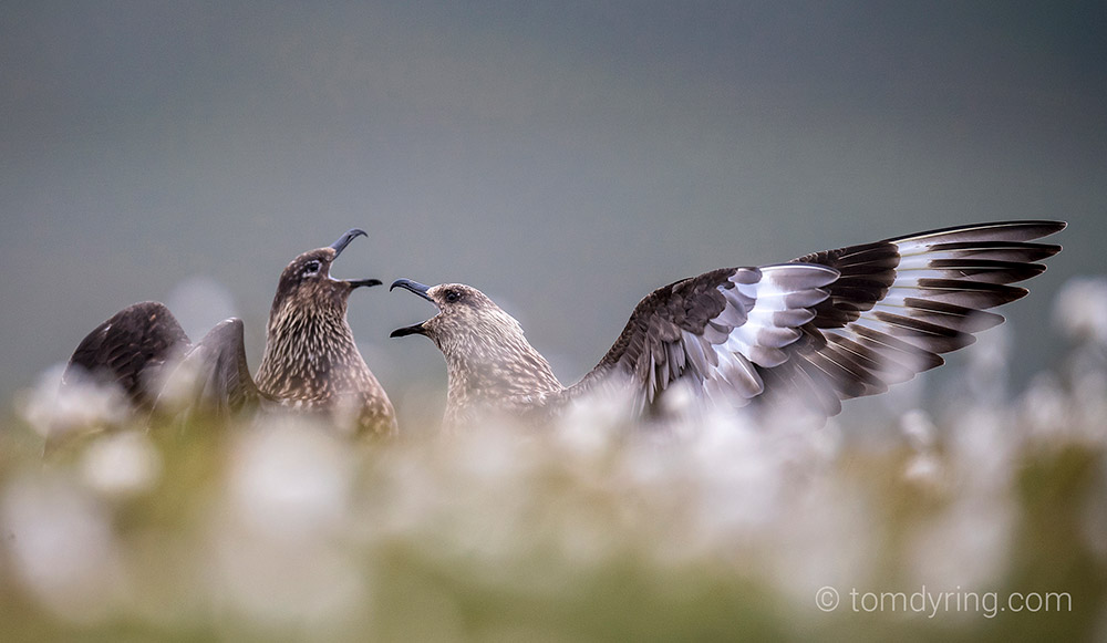two birds on shetland islands