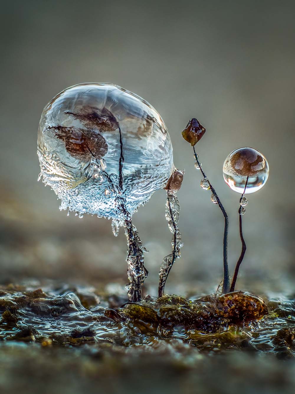 CUPOTY Close-Up Photographer of the Year Fungi category winner Barry Webb