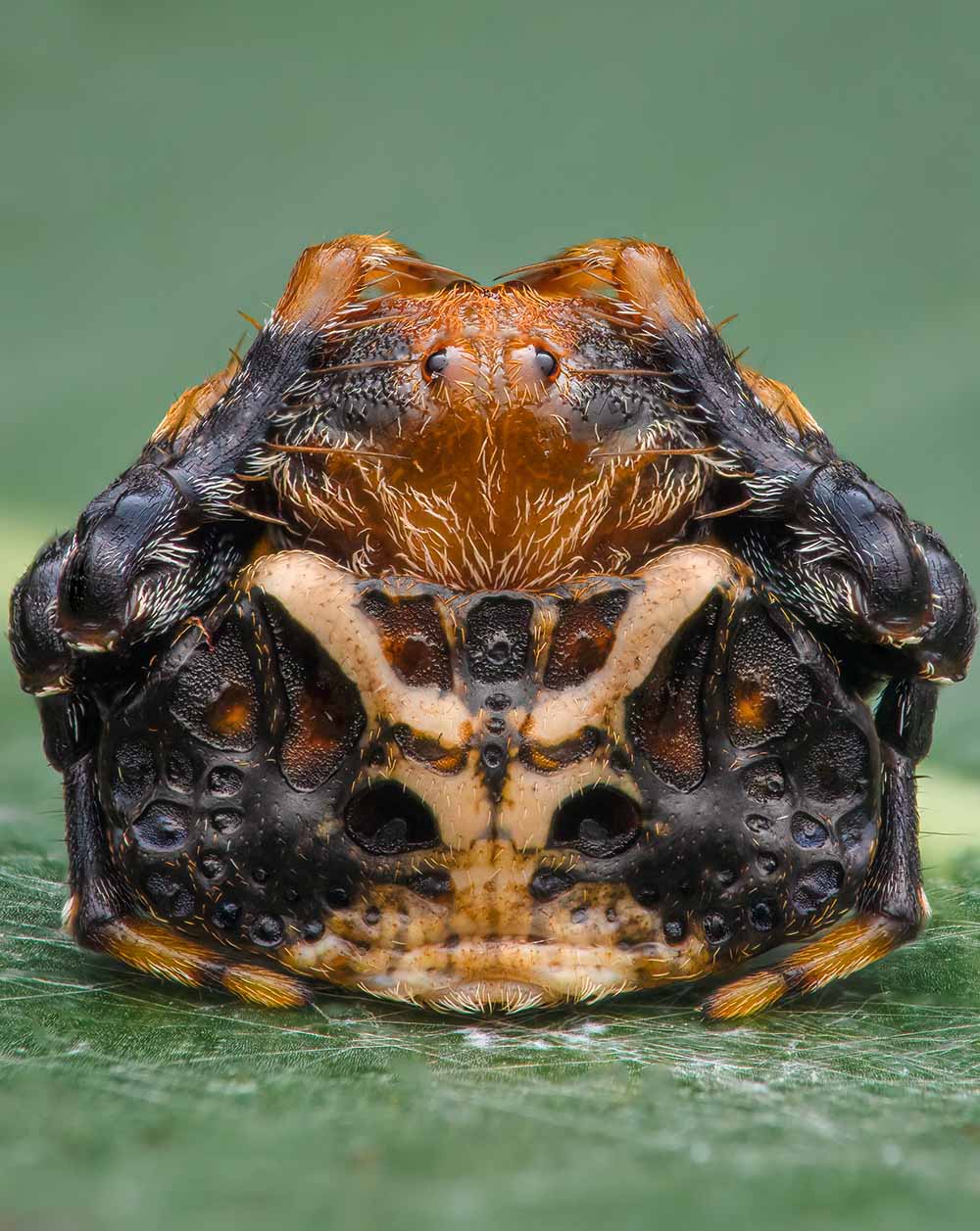 CUPOTY Close-up Photographer of the Year Invertebrate Portrait category winner Jamie Hall