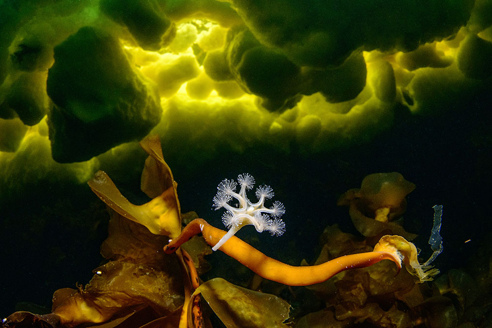 Close-up photographer of the year underwater category winner Viktor Lyaghushkin