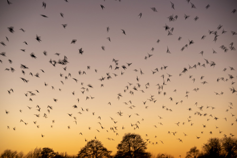 tell a story in the sky with your starling murmuration
