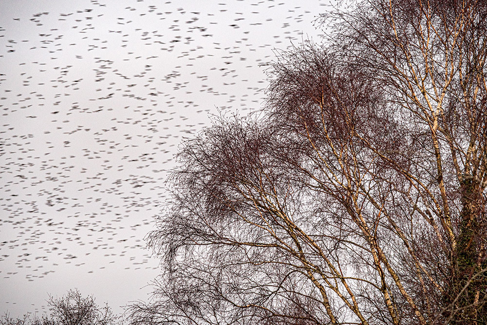 starlings flying past tree
