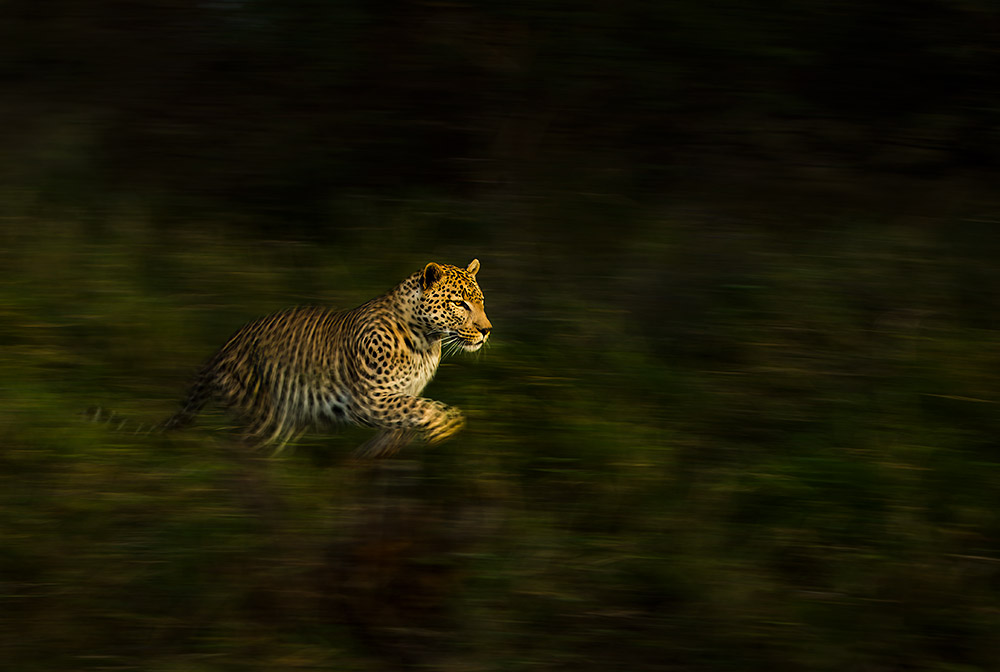 Tom captured this leopard in Greater Kruger wildlife conservation photography