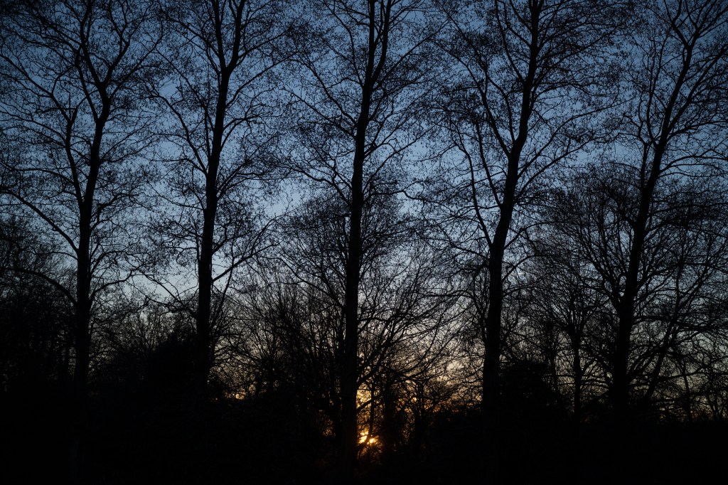 Sony FE 20-70mm F4 G backlit trees at f/4