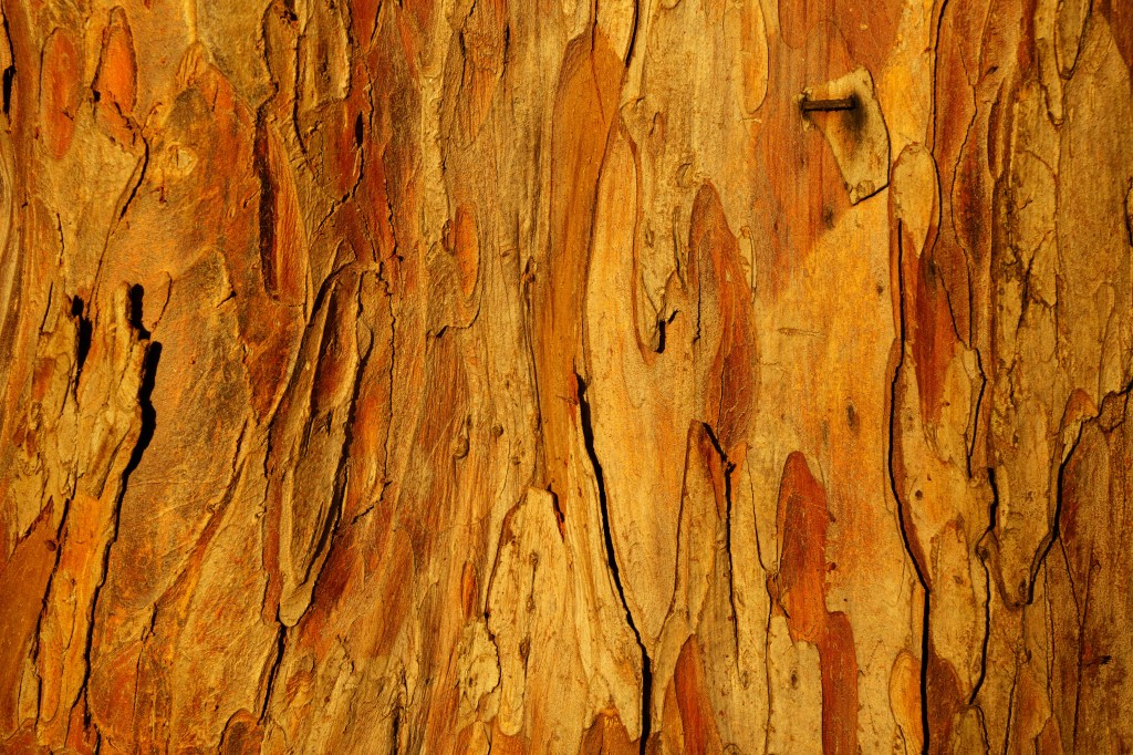 Sony FE 20-70mm F4 G close-up tree bark texture. 
