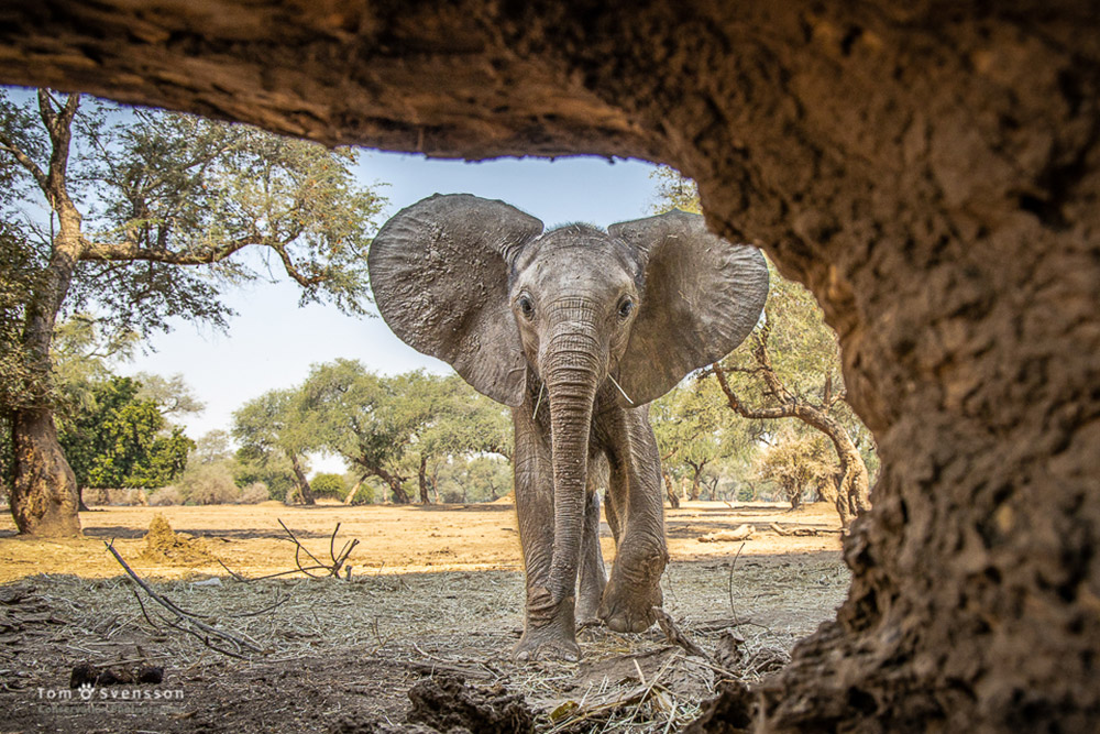baby elephant in south africa