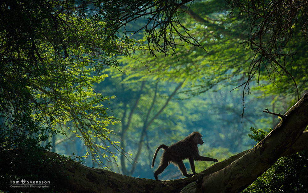 baboon climbing through south africa forest