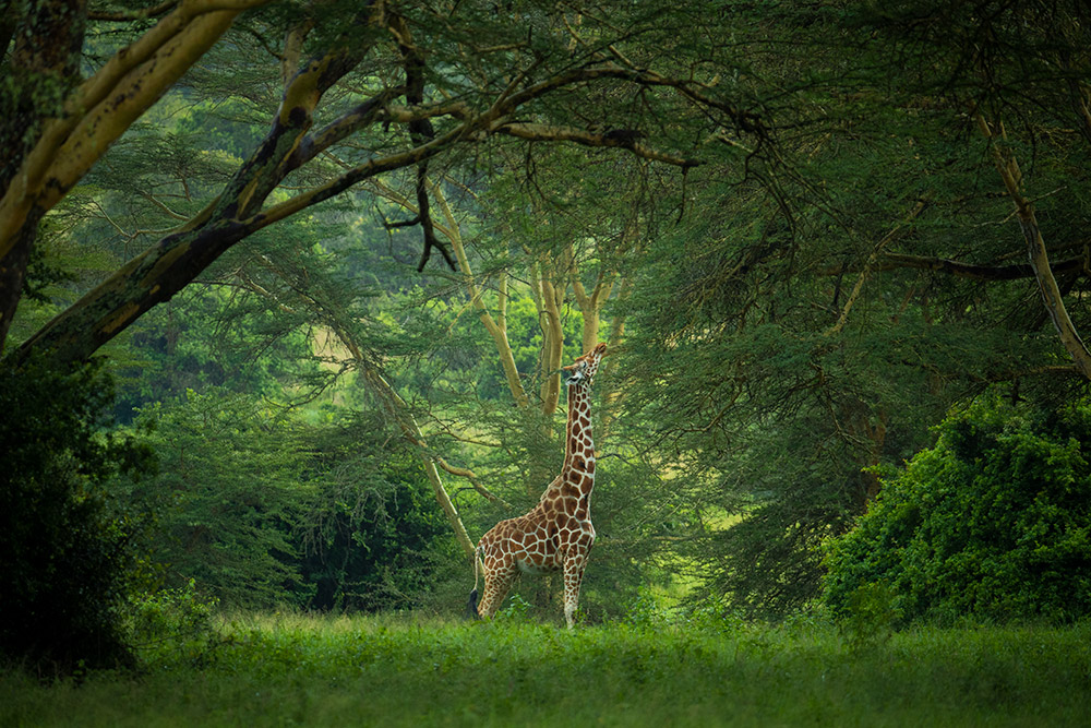 giraffe Taken in Solio Game Reserve, KenyaCanon EOS-1D X Mark II, 200-400mm
