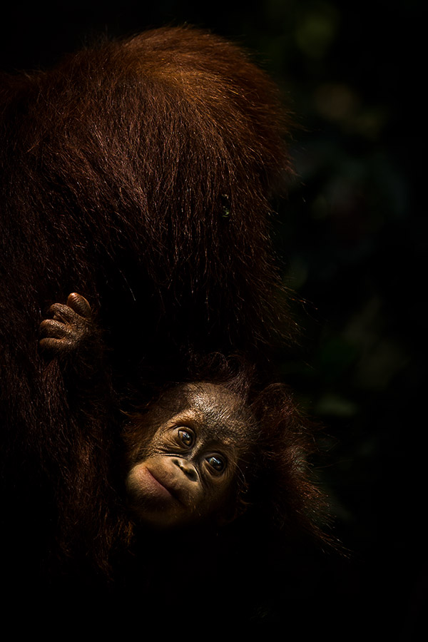 An orangutan mother and baby, photographed in Kalimanta, Borneo Canon EOS-1D X Mark II, 24-70mm wildlife conservation