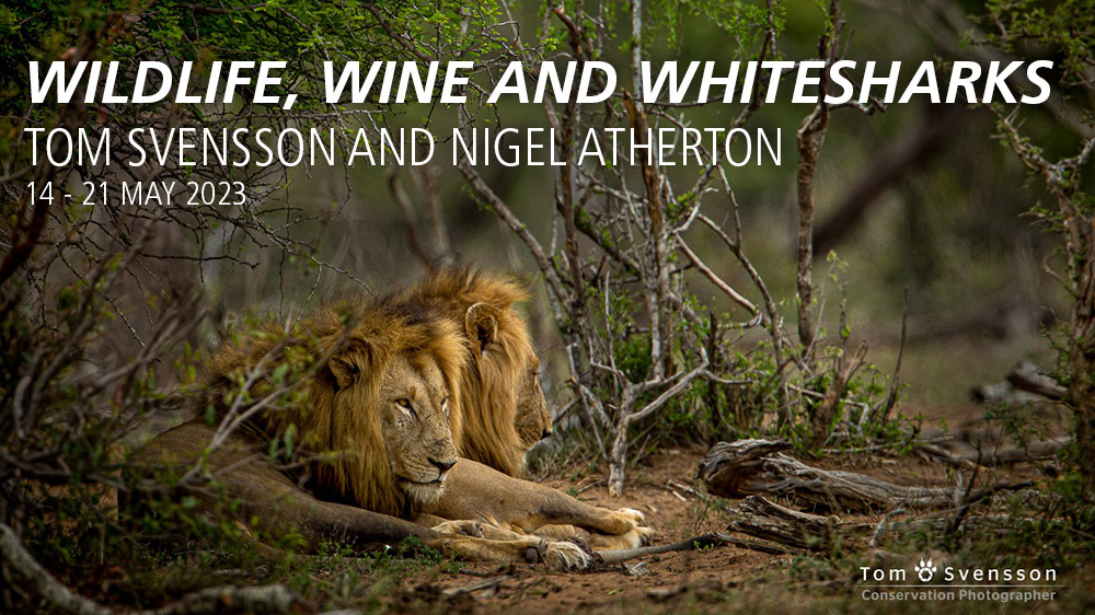 wildlife, wine and white sharks photography holiday graphic