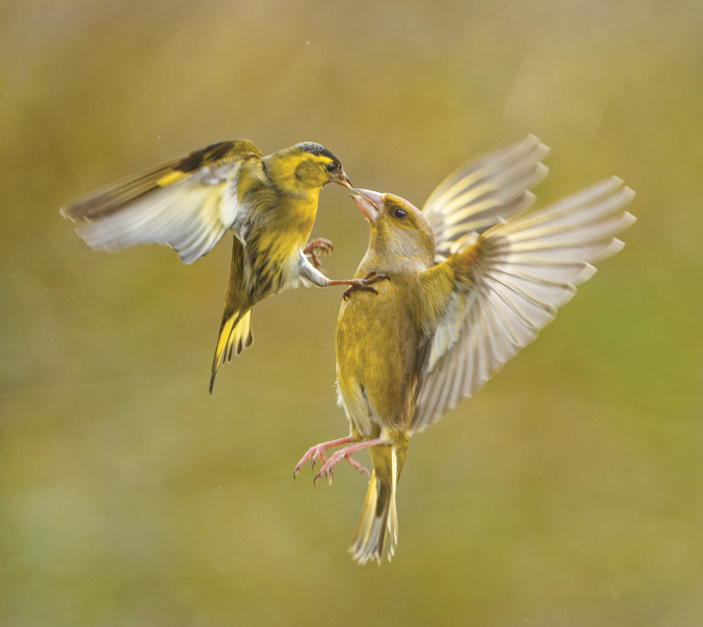 Siskin and Greenfinch, photo: Andrew Fusek Peters